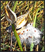 milkweed