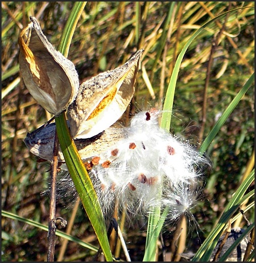 milkweed