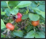 Rose Hips