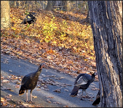 Wild Turkeys