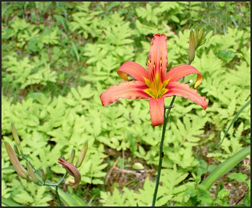 Hemerocallis fulva rosea