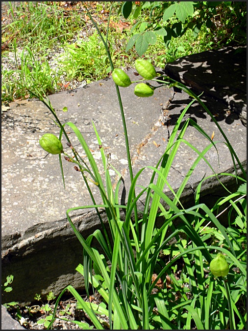 Hemerocallis flava seed pods