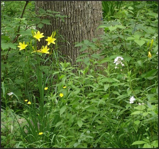 Daylily flava major