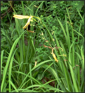 Hemeracollis flava major