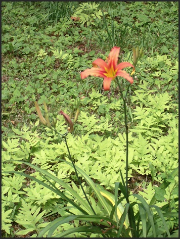 Hermerocallis rosea