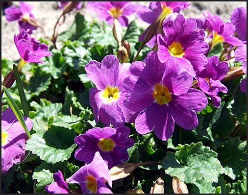 primrose vulgaris ssp sibthorpii