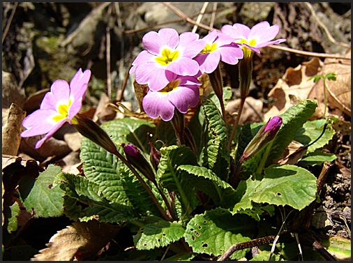 Primrose Vulgaris ssp. sibthorpii