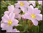 Primula vulgaris ssp sibthorpii