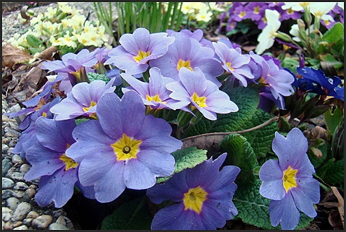 Primula Vulgaris Blue Form