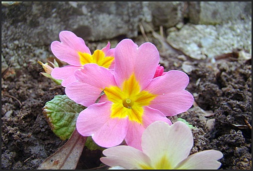 Primula vulgaris subspecie sibthorpii