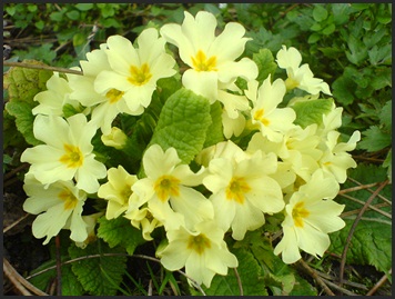 Primula Vulgaris