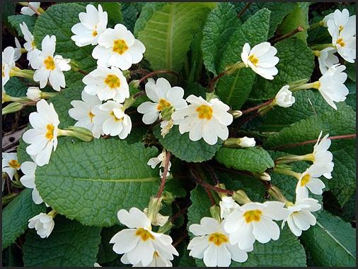 Primula Vulgaris White Form