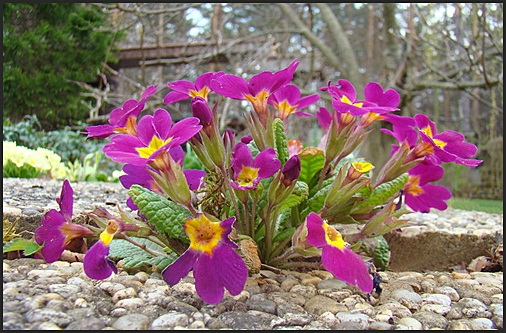 Primula Vulgaris ssp Sibthorpii dark form