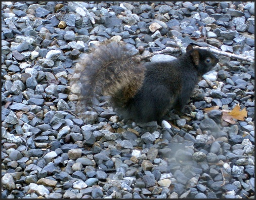 Melanistic Squirrel