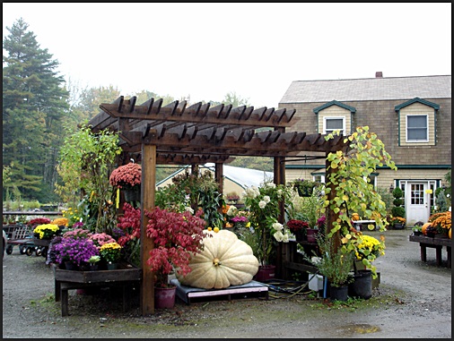 Giant Atlantic pumpkin