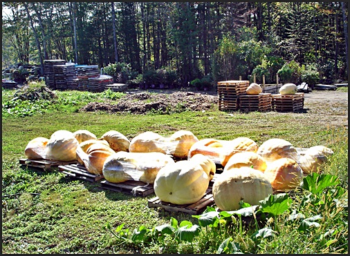 Pumpkin Fest, Damariscotta, Maine