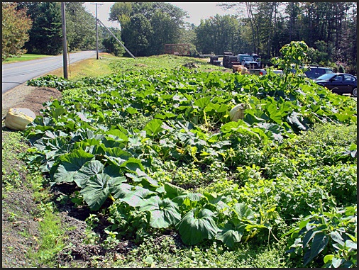 pumpkin patch