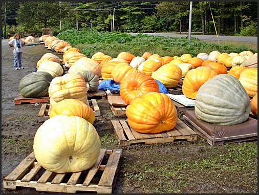 Pumpkin Fest pumpkins