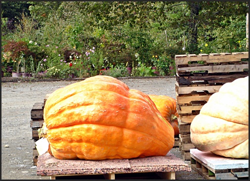 Pumpkin Fest Winning Pumpkin