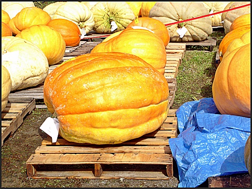 Youth division pumpkin winner