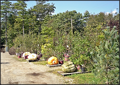 Giant Pumpkins