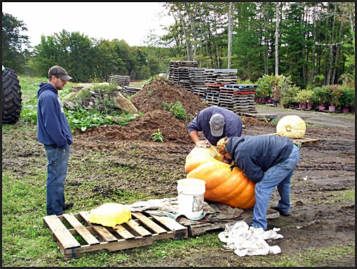 Harvesting Pumpkin Seeds