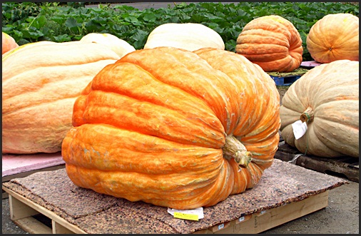 Pumpkin Fest winner, 2011